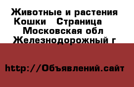 Животные и растения Кошки - Страница 4 . Московская обл.,Железнодорожный г.